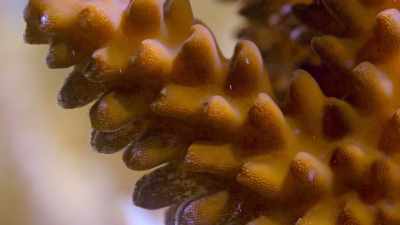 But if seas temperatures rise
by just a degree or two, - Our Planet