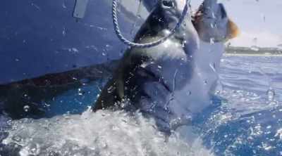 But to see how speed
affects her bite, - Shark Attack Files