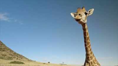 But to see their
legs going in slow motion - The Woman Who Loves Giraffes