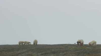But she seems torn between
guarding her family - Frozen Planet II