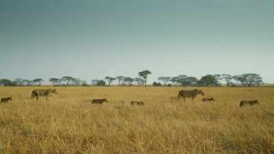 But Sefu is forcing Kali
and her family - Serengeti