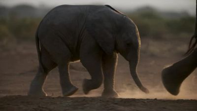 But Shaka and Sheba are losing weight now - Chasing the Rains