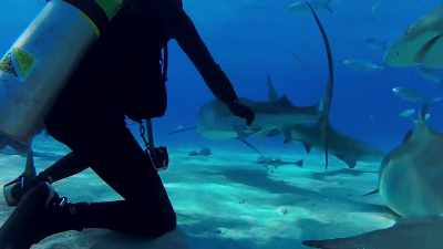 But sharks is this
beautiful creature responsible - Why on Earth