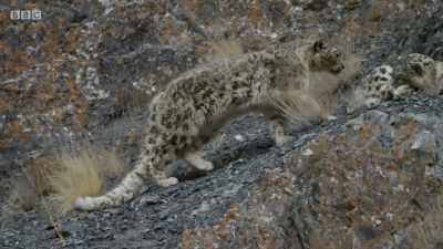 ..but she has been injured. - Planet Earth: A Celebration