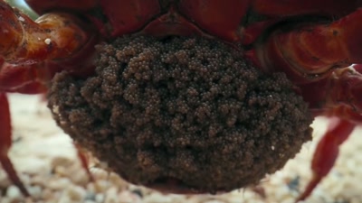 'But before she can release her eggs
into the sea, - A Year on Planet Earth