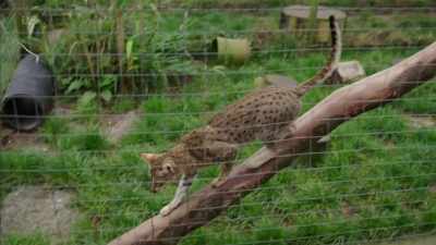 'But she was clear, because
they were difficult to breed, - Britain's Tiger Kings - On the Trail with Ross Kemp