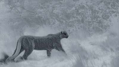 But if she doesn't eat
within the next few days, - Frozen Planet II