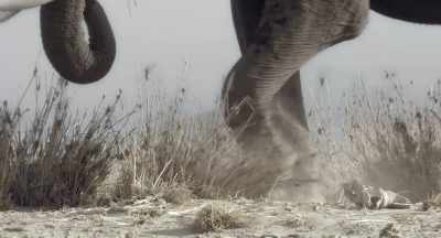 But if she leaves and times it wrong, - The Elephant Queen