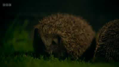 But she seems more interested in food. - Wild London