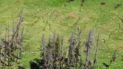 But shortly after the
park was established, - Yellowstone: One-Fifty