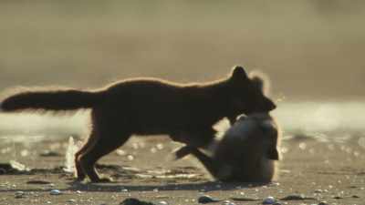 But Silver has proved
that she's one exceptional sister... - Wild Babies