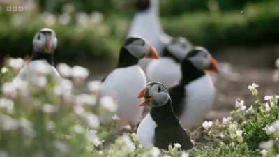But Skomer is an exception. - Wild Isles