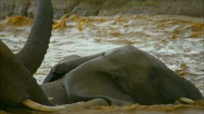 But he slips from their grasp and
is swept downstream. - Serengeti