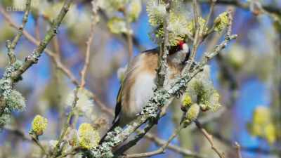 ..but small birds also visit, - Wild Isles