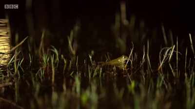 But this small one has a problem. - Wales: Land of the Wild