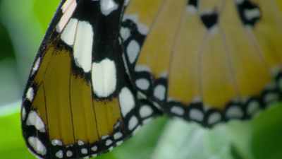 But some animals,
that are in fact harmless, - Attenborough's Life in Colour