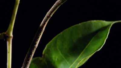 But some bugs have
such perfect camouflage - Micro Monsters with David Attenborough