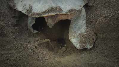 But some dinosaurs had another trick
to keep their eggs warm. - Prehistoric Planet