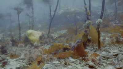 But some kelp forests here
have unlikely guardians. - Oceans: Our Blue Planet