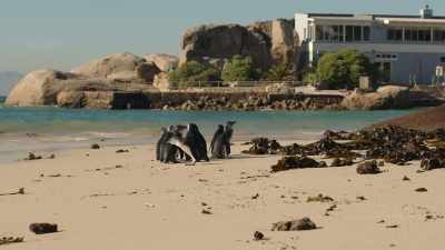 But someone has yet to arrive. - Penguin Town