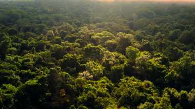 But somewhere
beneath these trees - Lost Treasures of the Maya