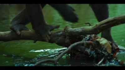 But somewhere out in the forest, - Chimp Empire
