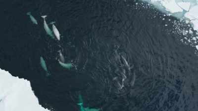 But soon, they set off together - Frozen Planet II