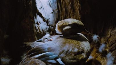 But as soon as they hatch, - Tiny World