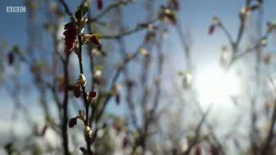 But this spring of 2020
is also a spring like no other. - Chronicles of the Glens