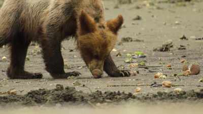 But Spruce is all about shortcuts. - Wild Babies