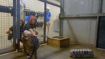 But stephanie took it
a step further with kesi. - Secrets of the Zoo