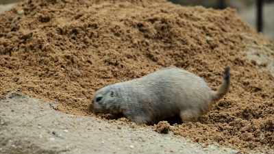But still, is it really possible
for such tiny critters - Secrets of the Underground