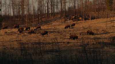 But its story is unfinished
and still being written, - The American Buffalo