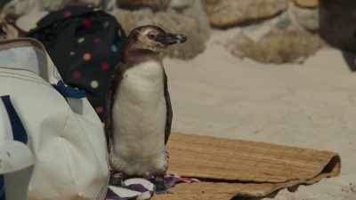 But his struggles at sea have left him
weak and skinny. - Penguin Town
