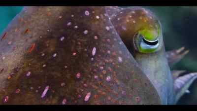 But this superpower
can also be a weakness. - Our Oceans