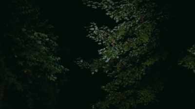 But it takes control sometimes. - A Wounded Fawn