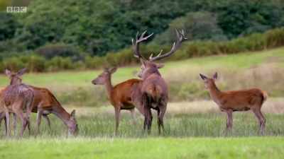 But his technique
leaves a lot to be desired. - Wales: Land of the Wild