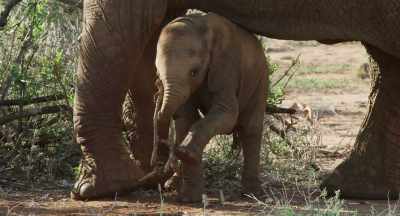 But the babies are still on milk, - The Elephant Queen