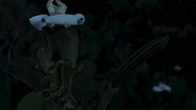 But the balsa
leaves little to chance. - The Green Planet
