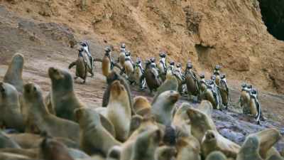 But the beach is already crowded
with sea lions. - Seven Worlds, One Planet
