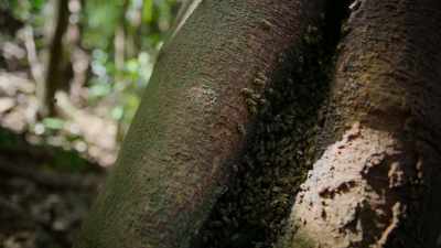 But the bees' amazing ability
to work as one, - Super/Natural
