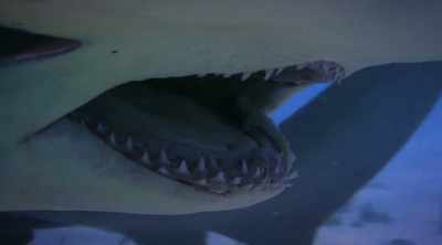 But the big three have
something that makes - Shark Attack Files