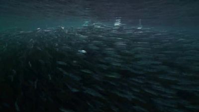 But the bigger the shoal, - Hostile Planet