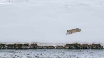 But the bobcat
seems to take away - Epic Yellowstone