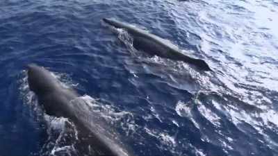 "But the challenges sperm whales face
everywhere are the same." - Secrets of the Whales