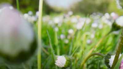 But the common daisy gives
them every opportunity. - The Green Planet