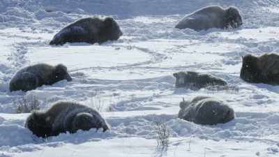 But the conditions
that create it mean trouble. - Epic Yellowstone