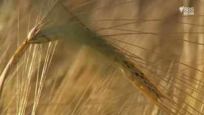 But the crops that grew
above ancient earthworks - Scotland from the Sky