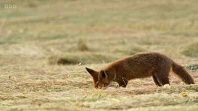 But the cubs need to be taught
how to hunt properly. - Wild Isles