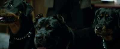 But if the dogs see your gun,
they'll attack. - Kills on Wheels